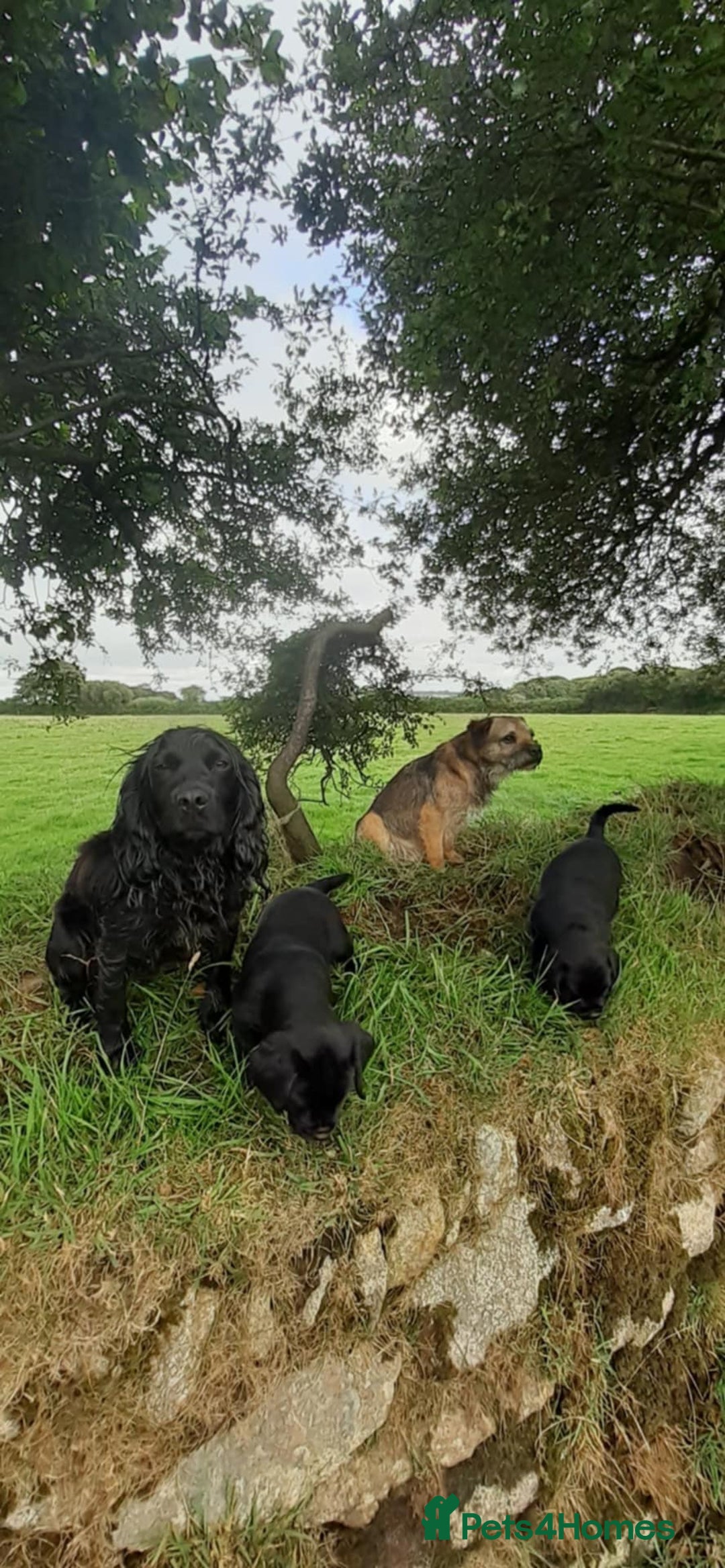 Mixed Breed dogs for sale: Cocker spaniel X Border terrier puppies - Image 5