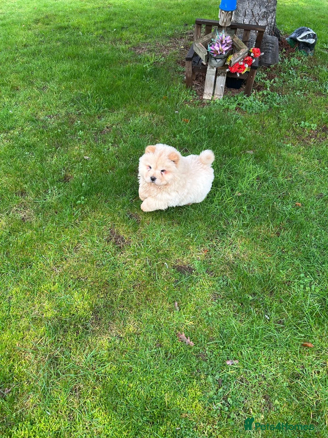 Chow Chow dogs for sale:  READY NOW amazing cream chow chow boy - Advert 19