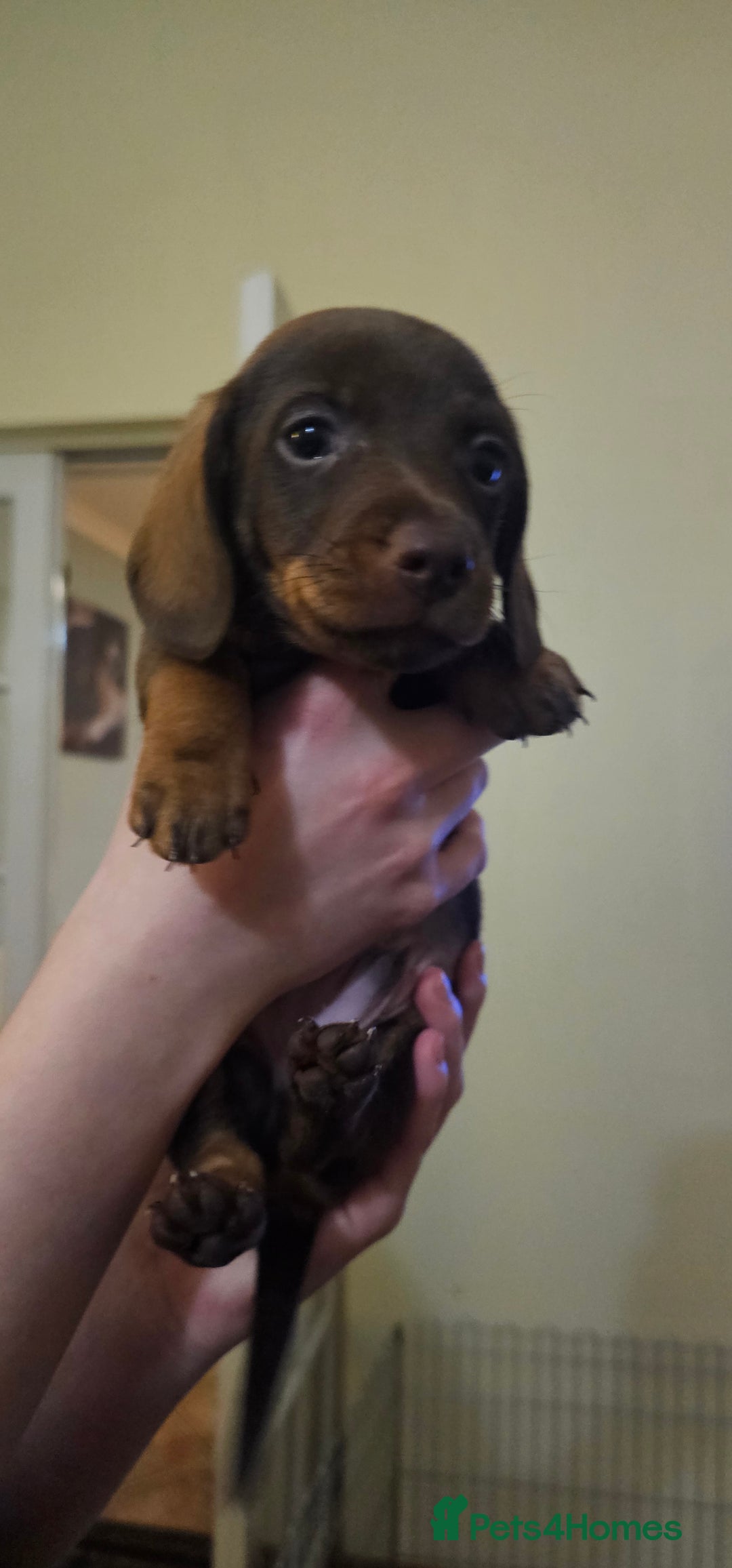 Miniature Dachshund dogs for sale: Miniature Daschund Puppies 6 Boys ONLY 2 LEFT 🩵💙 - Advert 20