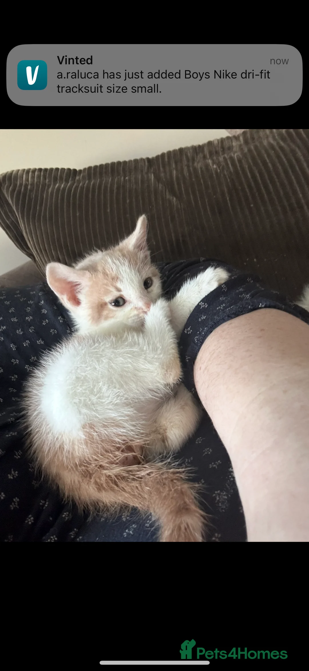 Turkish Angora cats for sale: ❤️ The most loving boy  - Advert 4