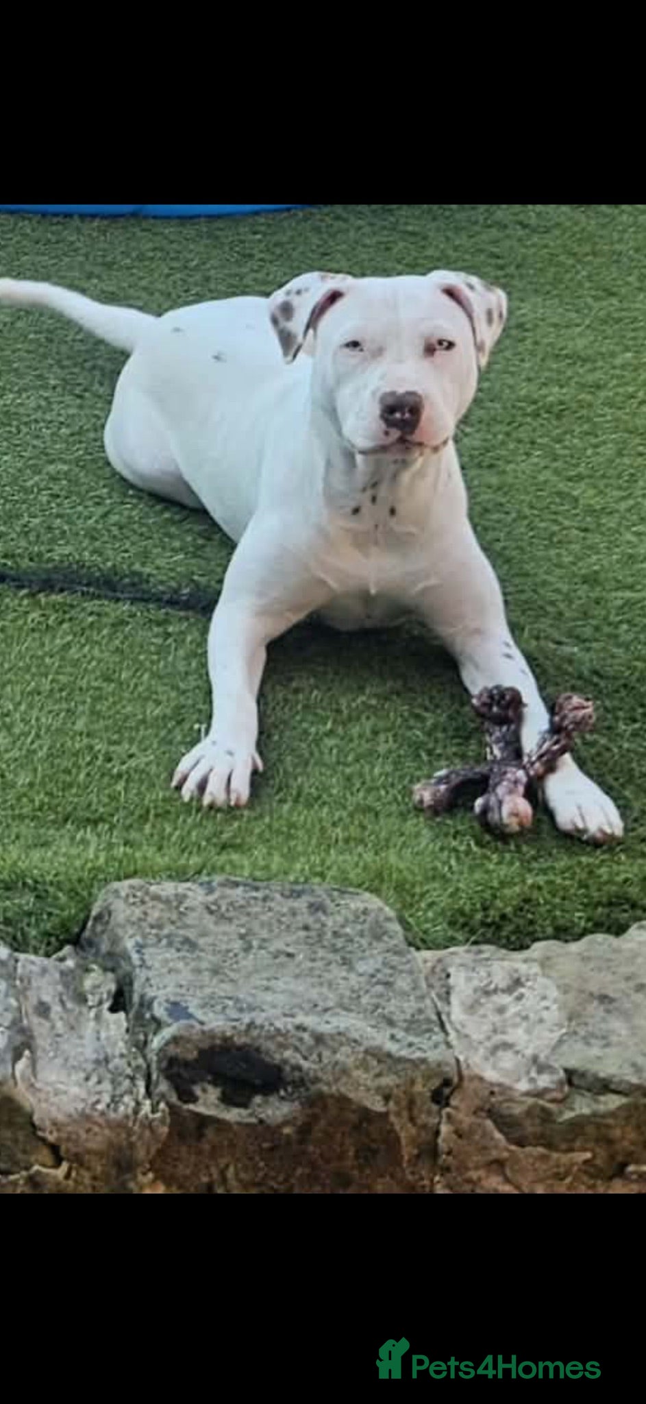 American Bull Staffy dogs Beautiful American Bulldog x Staffy girl.  - Advert 1