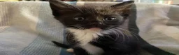 Mixed Breed cats for sale: Ragdoll mum and ginger dad  in Boston - Advert 11