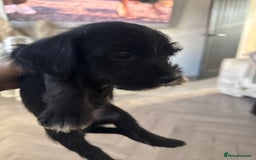 Jackapoo dogs for sale: Jackapoo - Advert 10