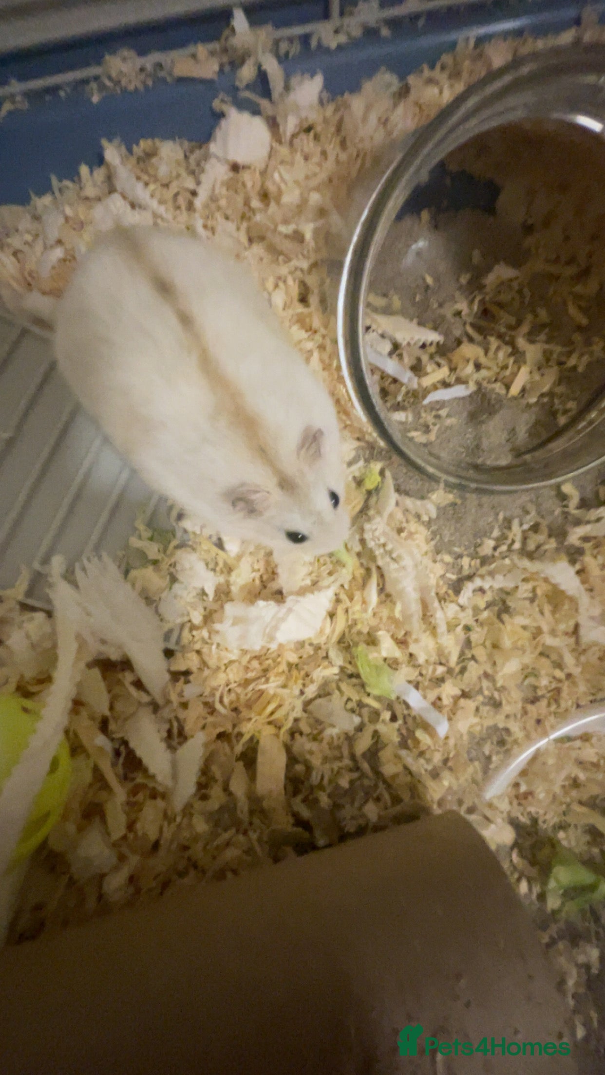 Gerbil rodents cute russian dwarf with stripe down the middle - Advert 2