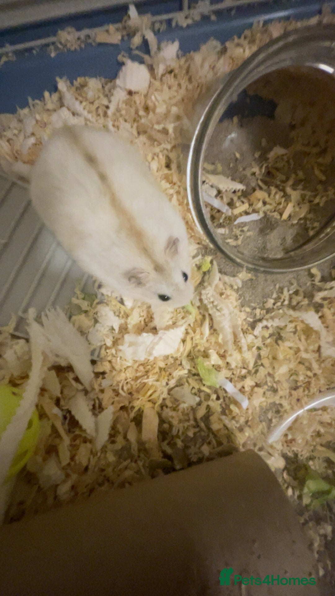 Gerbil rodents for sale: cute russian dwarf with stripe down the middle - Advert 1