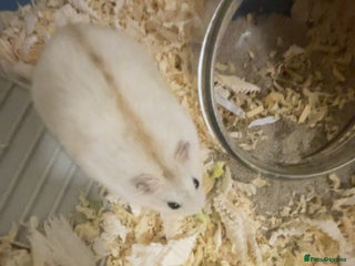 Gerbil rodents cute russian dwarf with stripe down the middle - Advert 3