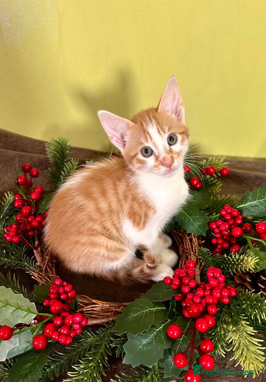 Mixed Breed cats for sale: Kittens from half Siamese mum - Advert 11