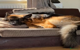 German Shepherd dogs for stud: German Shepherd For Stud - Image 4
