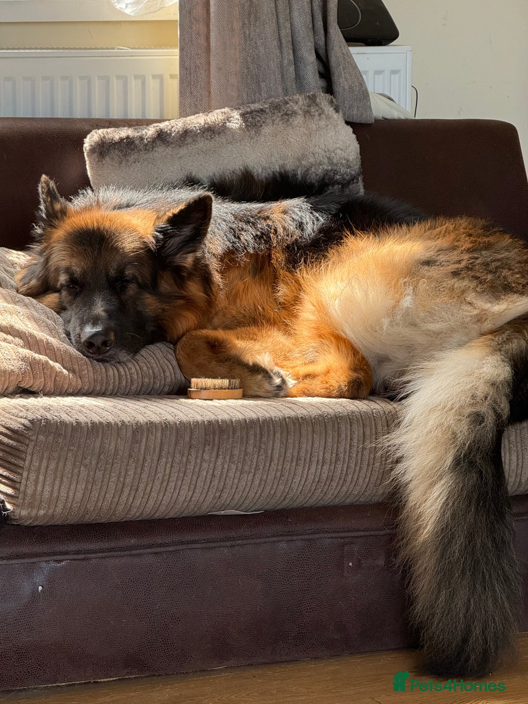 German Shepherd dogs for stud: German Shepherd For Stud - Image 4