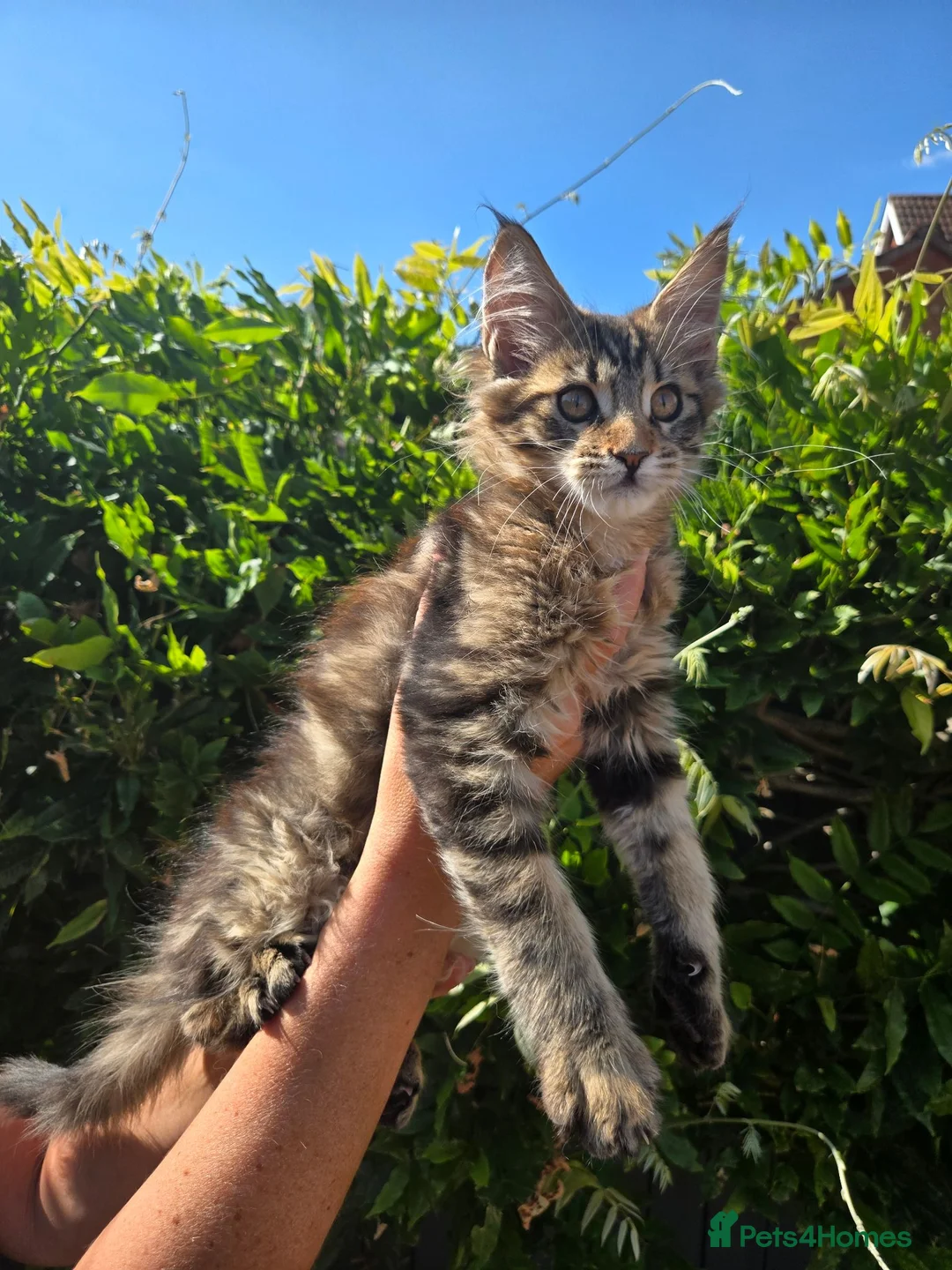 Maine Coon cats for sale: Pedigree Maine Coon Kittens  - Advert 2