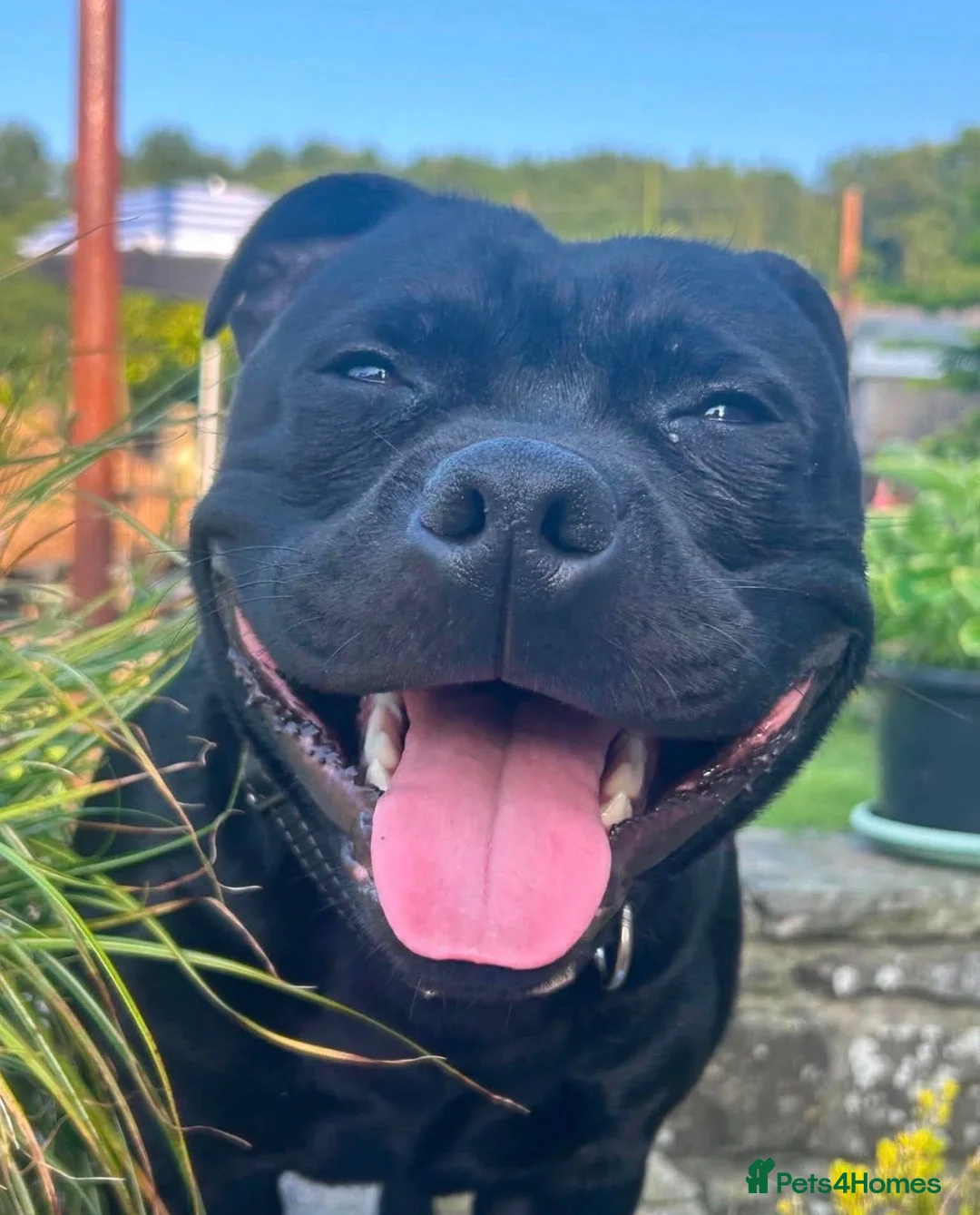 Staffordshire Bull Terrier dogs for stud: Our gorgeous Staffordshire bull terrier Dennis  - Advert 2