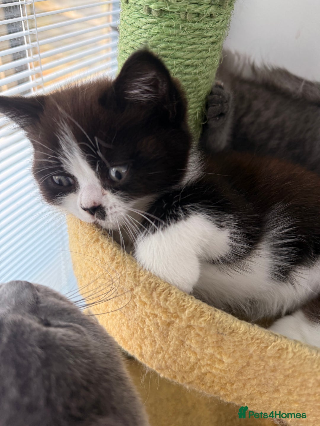 Persian cats for sale: Half Persian male  - Image 20