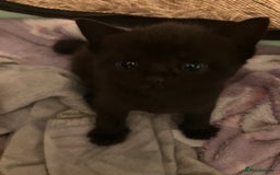 Mixed Breed cats for sale: Bombay Kittens  - Image 4