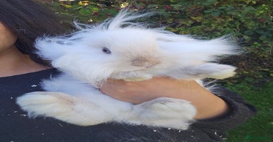 Lionhead rabbits - Advert 6