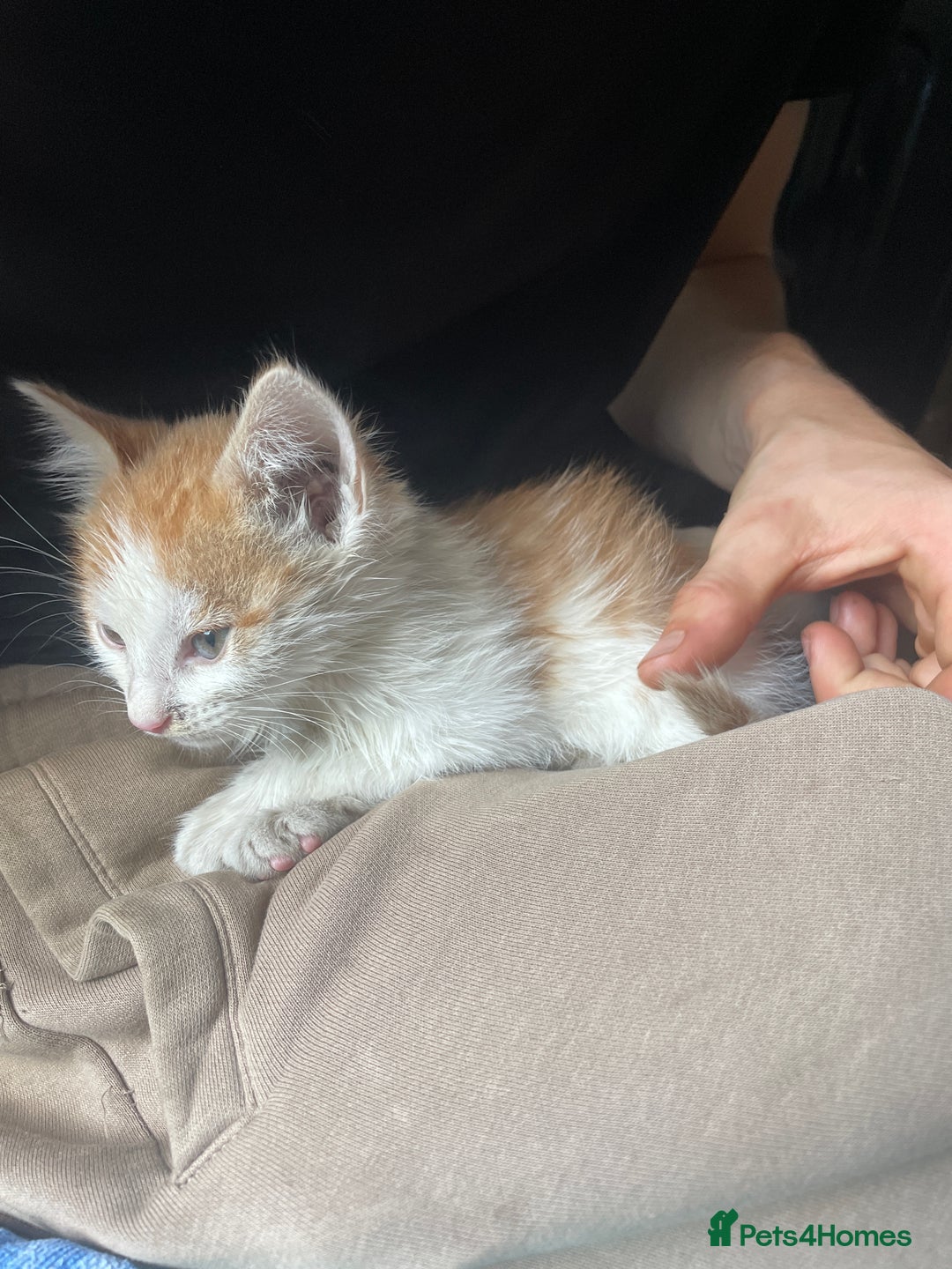 British Shorthair cats for sale: Male ginger for sale  - Image 2