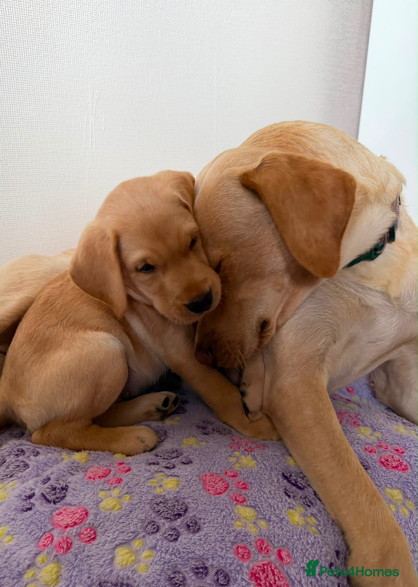 Labrador Retriever dogs Labrador puppies for sale. 1 golden boy left now. - Advert 15