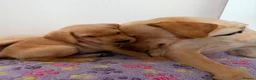 Labrador Retriever dogs for sale: Labrador puppies for sale. 1 golden boy left now. - Advert 1