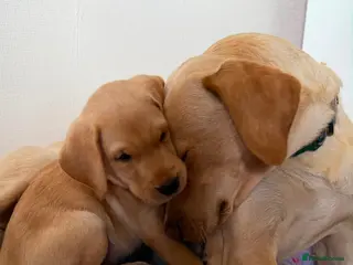 Labrador Retriever dogs Labrador puppies for sale. 1 golden boy left now. - Advert 15