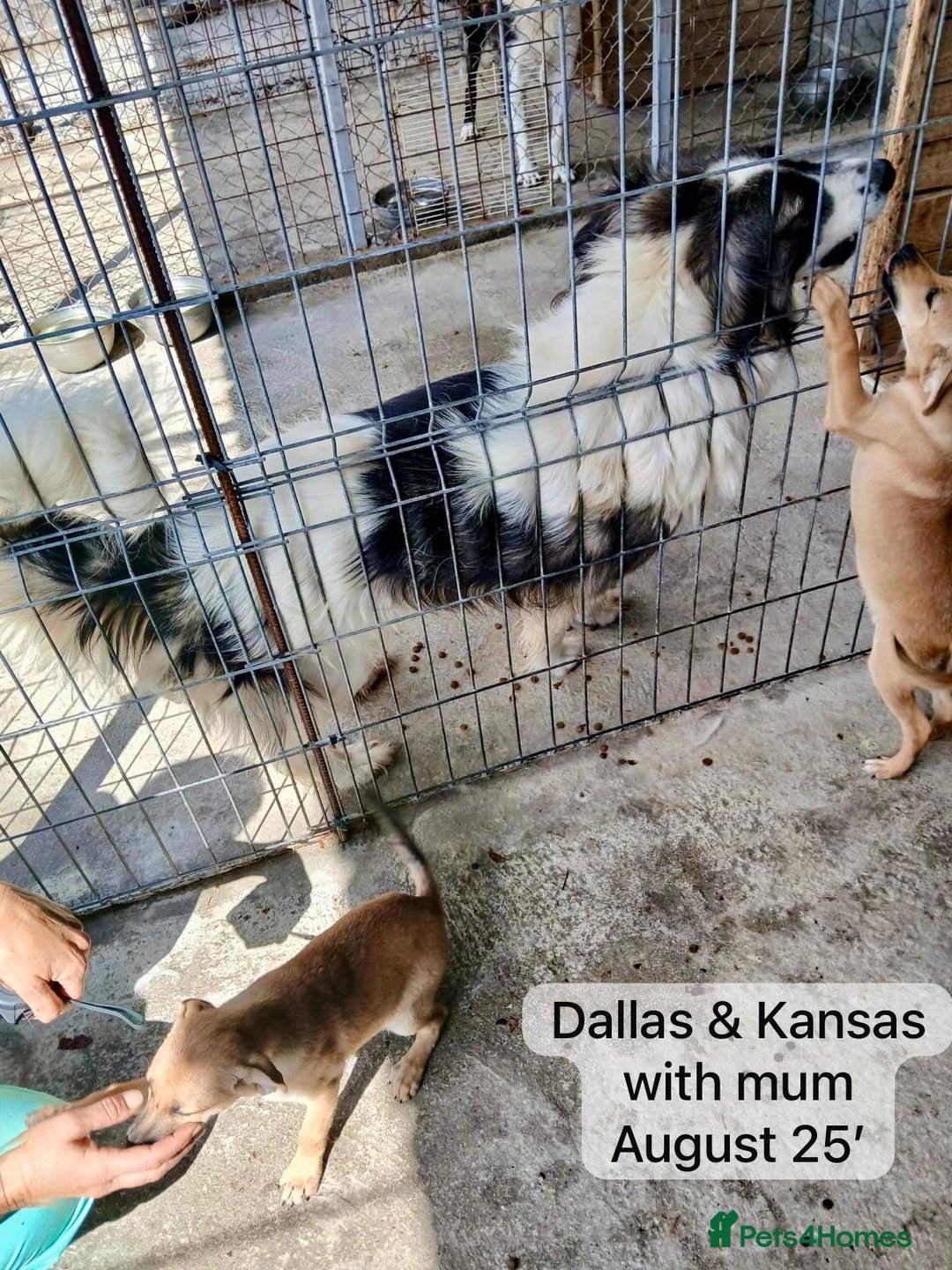 Mixed Breed dogs for adoption: Dallas, 6 months approx. Available for adoption. - Image 8