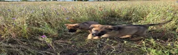 German Shepherd dogs for sale: Working line german shepherd puppies - Advert 8