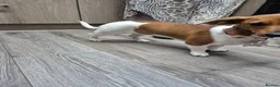 Miniature Dachshund dogs for sale: Female sausage dog - Advert 6