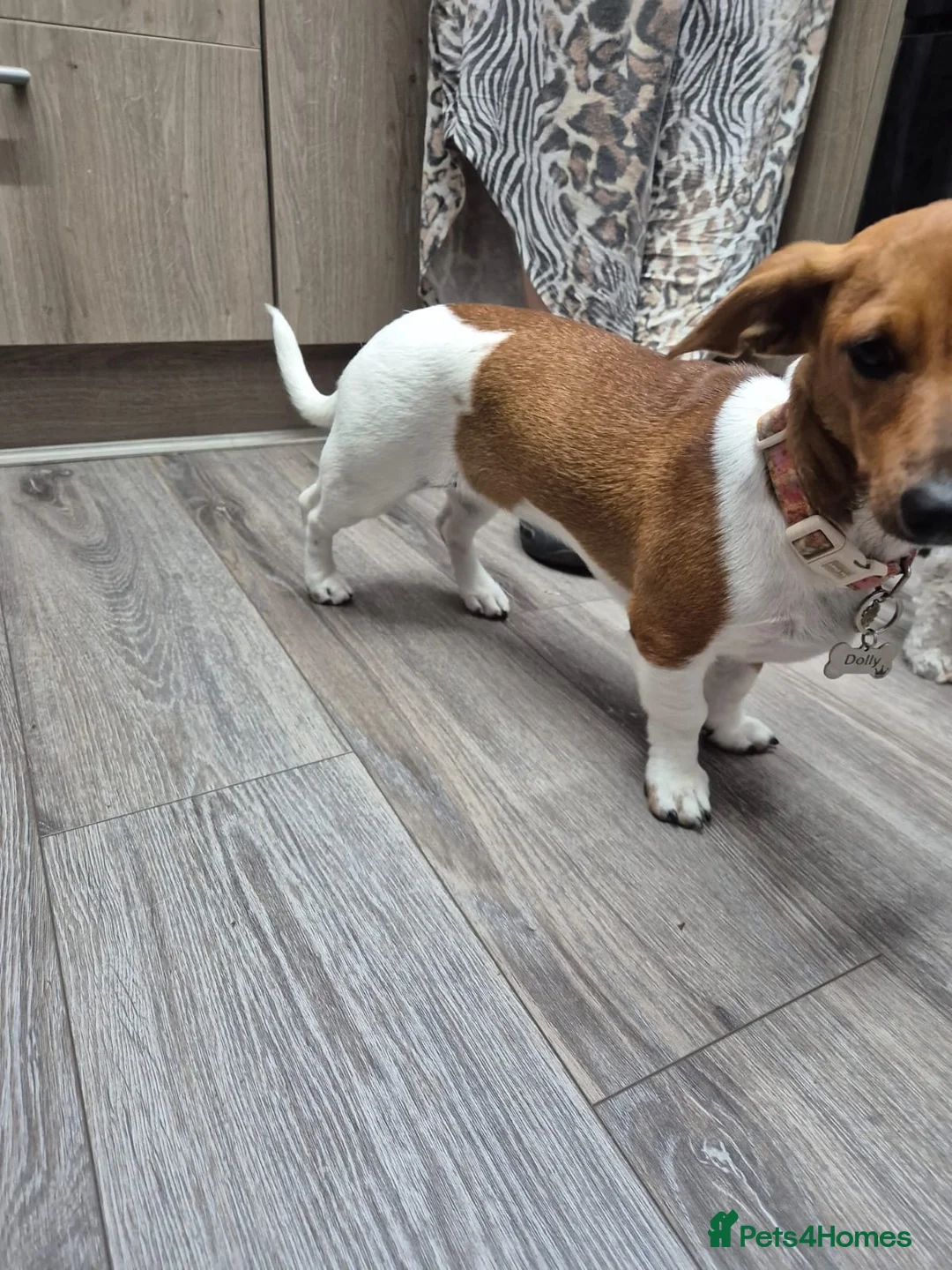 Miniature Dachshund dogs for sale: Female sausage dog - Advert 6