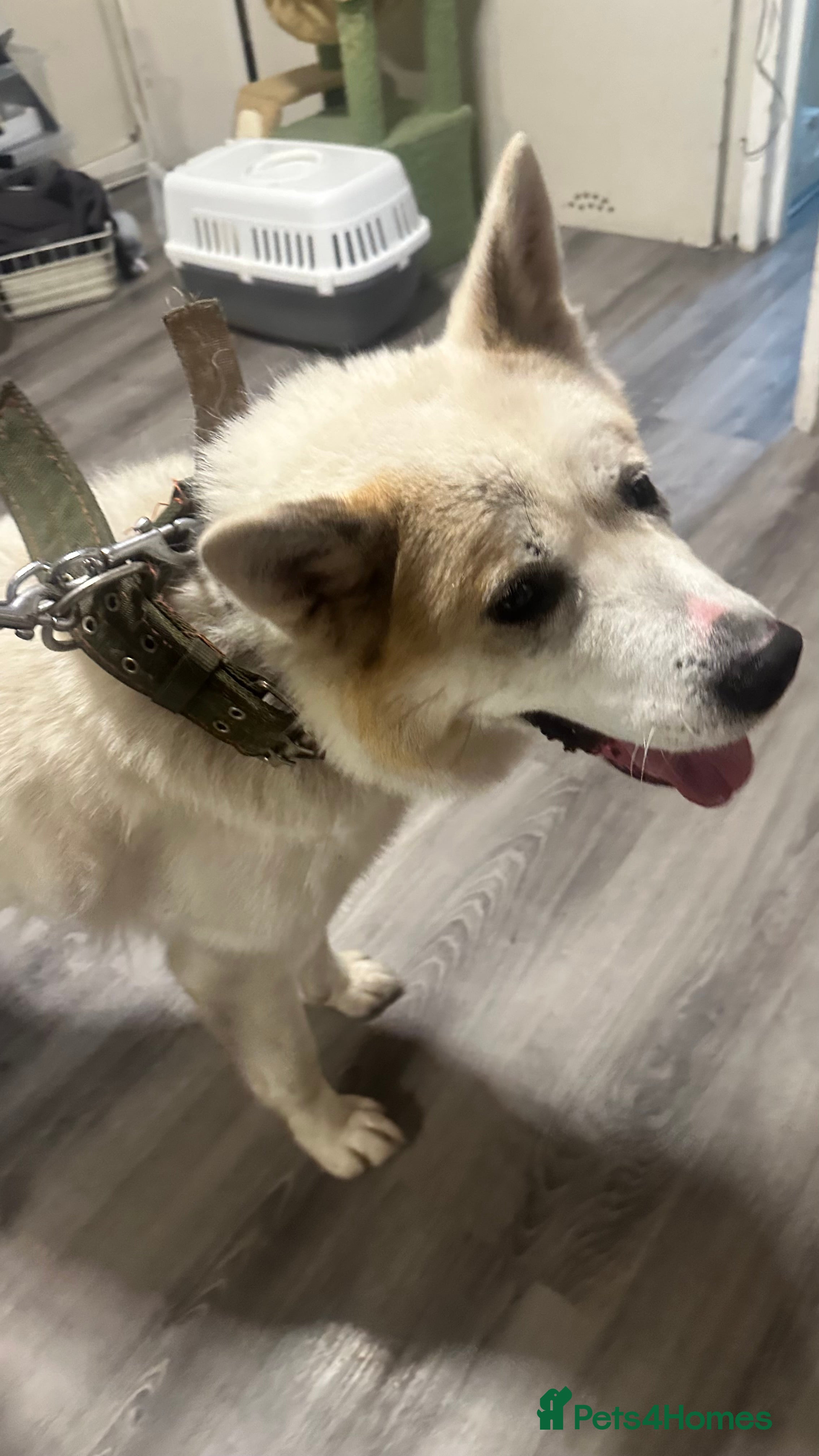 Akita dogs Akita in need of rehoming  - Advert 4