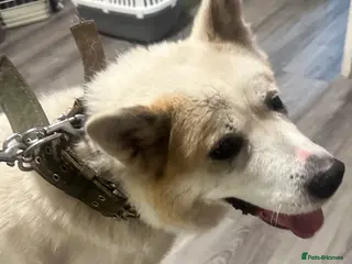 Akita dogs Akita in need of rehoming - Advert 1