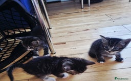 Domestic Shorthair cats for sale: Cats for adoption  - Image 2
