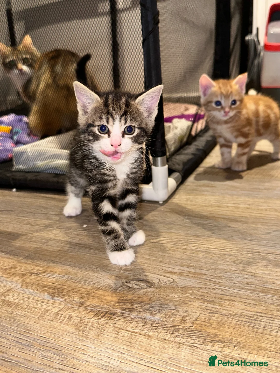 Mixed Breed cats for sale: Kittens  in Stoke-on-Trent - Advert 6