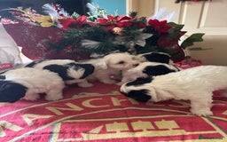 Bichon Frise dogs for sale: Bichon Frise X Bichon Havanez  - Image 20