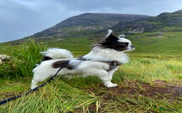 Chihuahua dogs for stud: Buster - Long Coat Chihuahua Stud - Advert 3