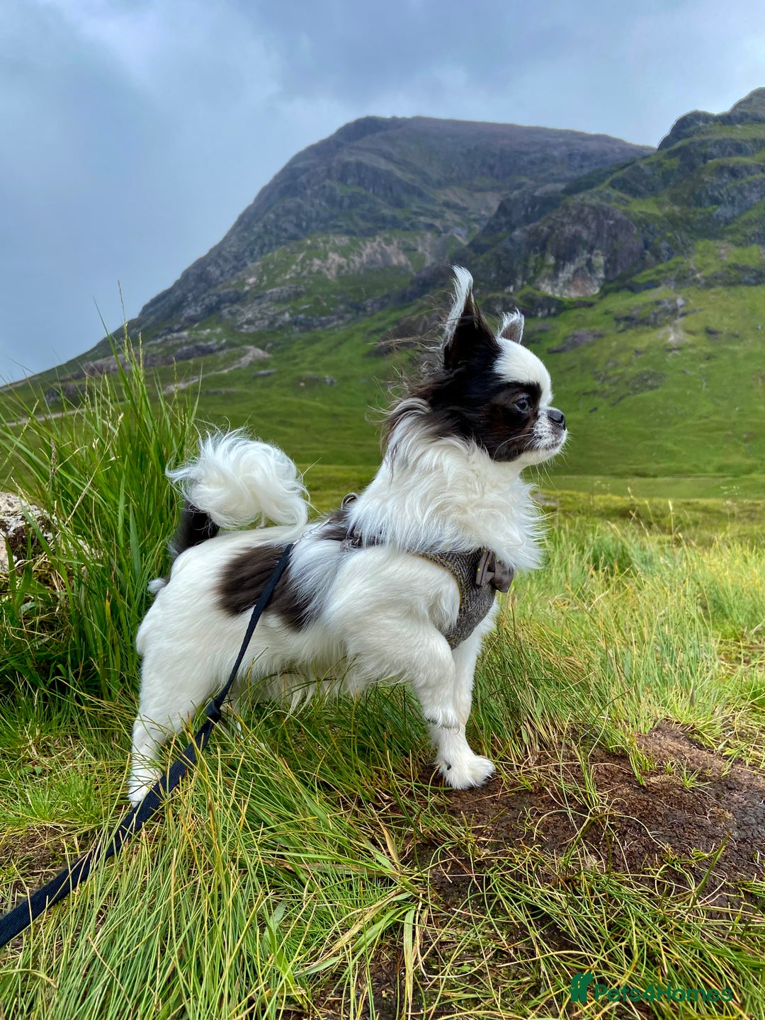 Chihuahua dogs for stud: Buster - Long Coat Chihuahua Stud - Advert 3