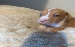 Mixed Breed dogs for sale: 7 Gorgeous Lurcher x Pocket Bully Pups  - Advert 5