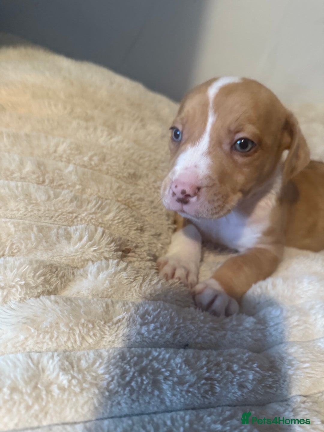 Mixed Breed dogs for sale: 7 Gorgeous Lurcher x Pocket Bully Pups  - Advert 5