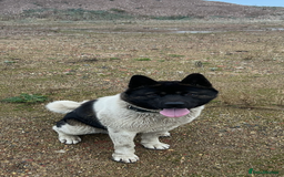 Japanese Akita Inu dogs for stud: Japanese Akita for stud  - Advert 3