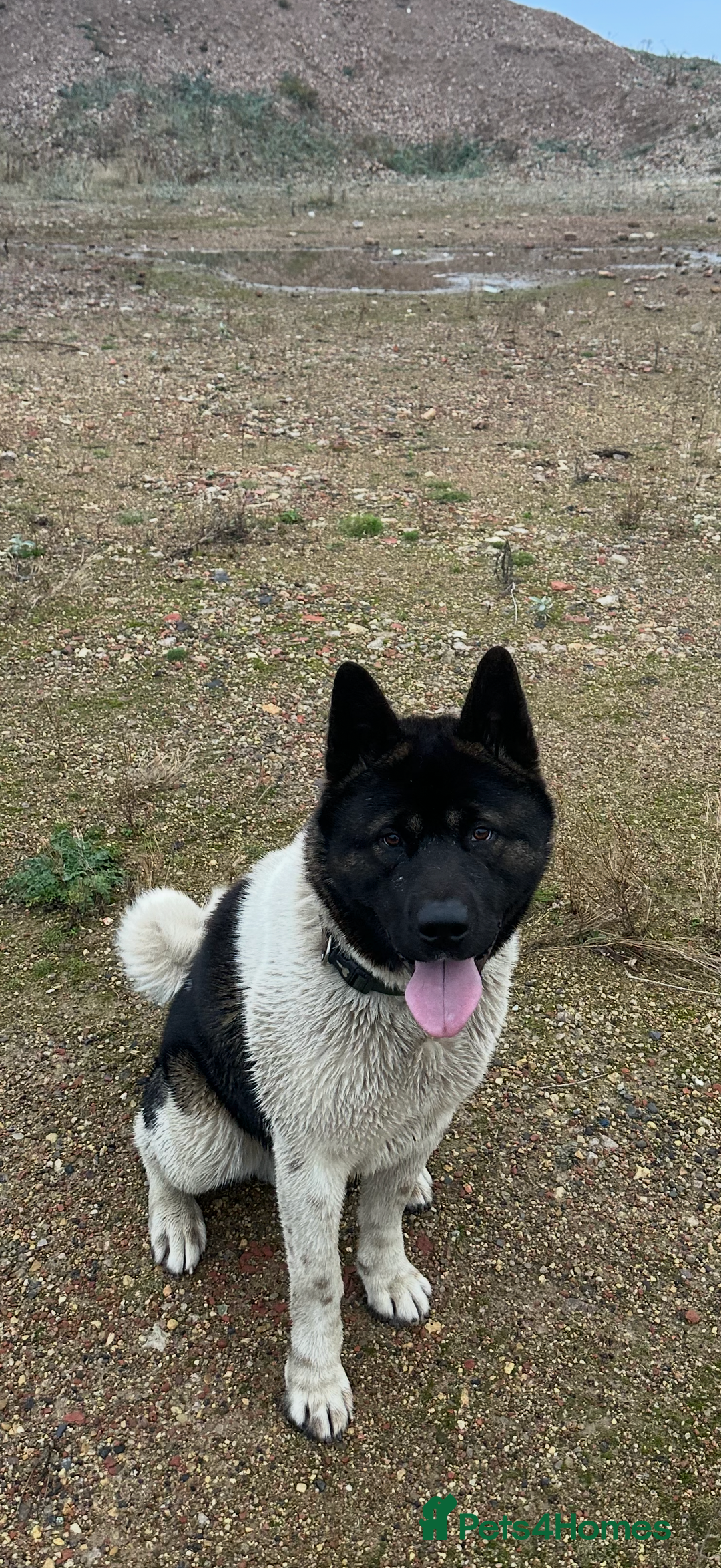 Japanese Akita Inu dogs for stud: Japanese Akita for stud  - Advert 3