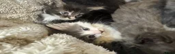 Mixed Breed cats for sale: Maine coon cross ragdoll kittens  - Advert 23