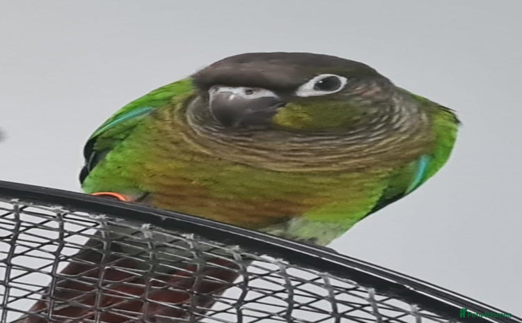 Conures birds - Advert 13
