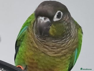Conures birds - Advert 4
