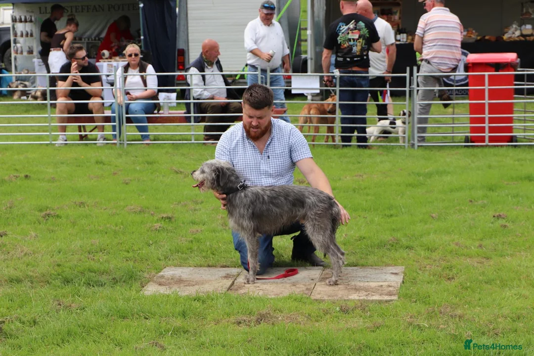 Mixed Breed dogs for stud: Bedlington x whippet - Advert 1