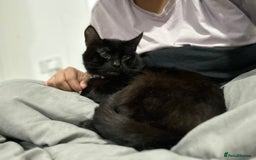 Asian cats for sale: Free black cat  - Image 1