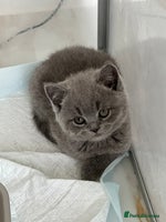 British Shorthair cats - Advert 11