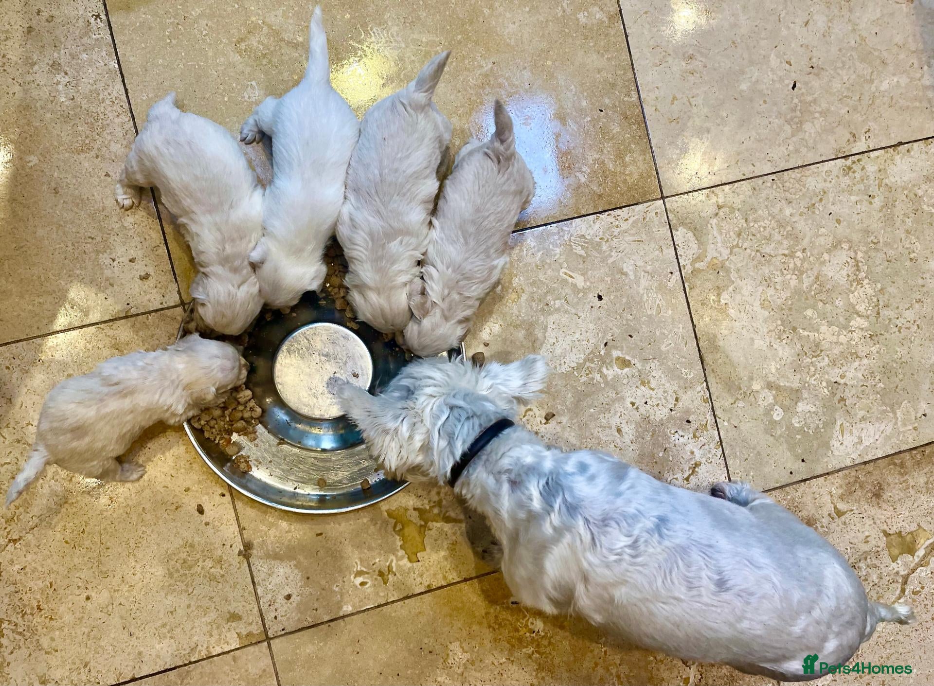 Westiepoo dogs for sale: Gorgeous Westiepoo Puppies - Advert 2