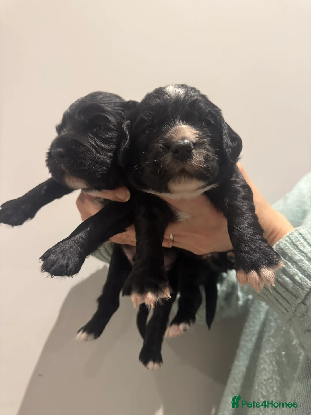 Sprocker dogs for sale: Sprocker spaniel puppies - Advert 13