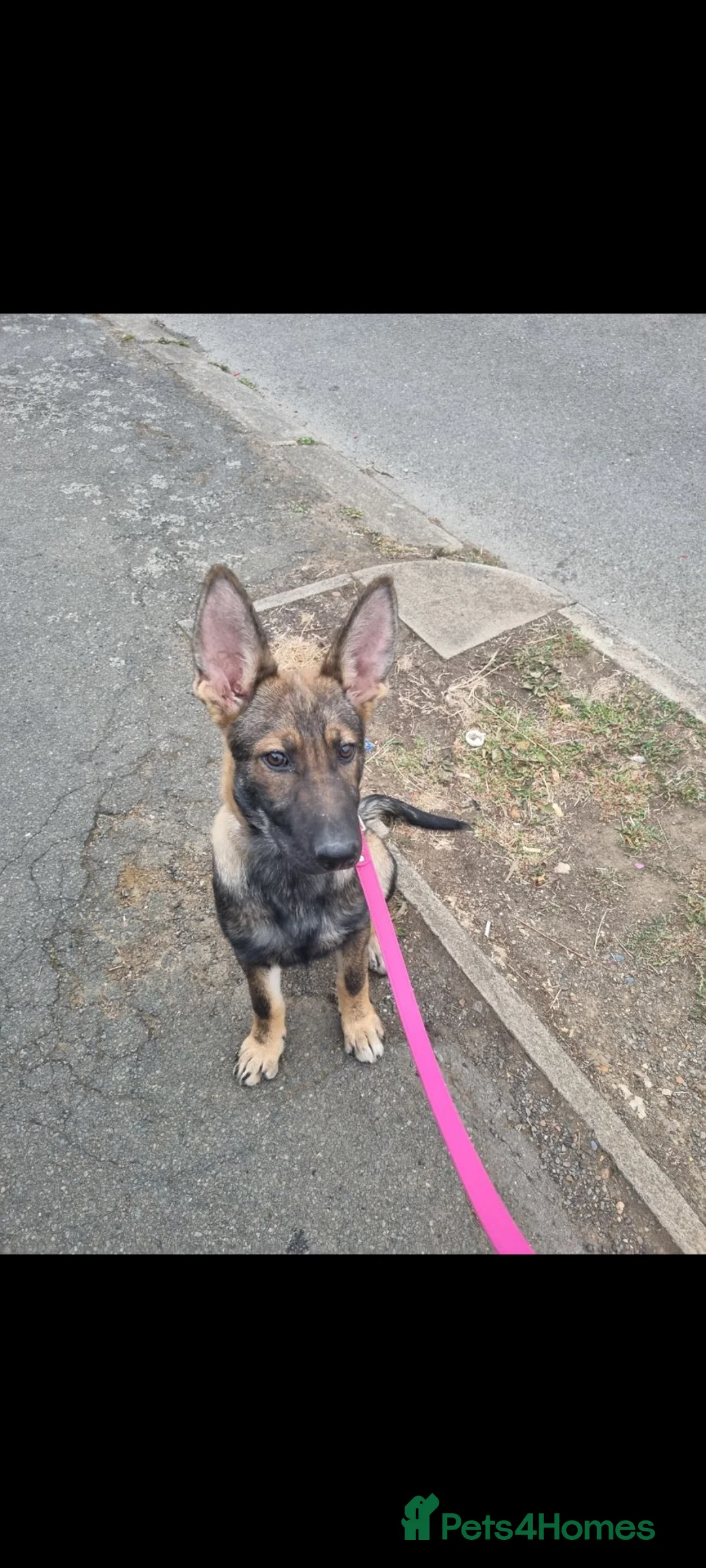 Mixed Breed dogs for sale: Beautiful German shepherd - Advert 4
