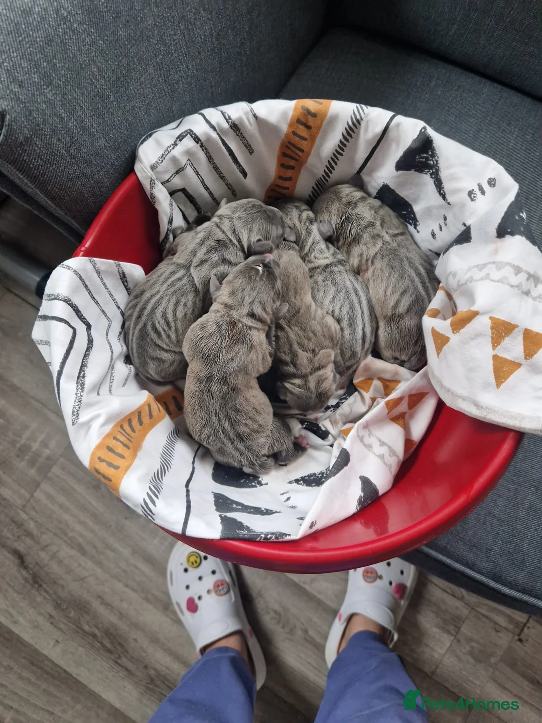 Staffordshire Bull Terrier dogs for stud: Proven Beautiful Blue Staff Stud in Walsall - Advert 12