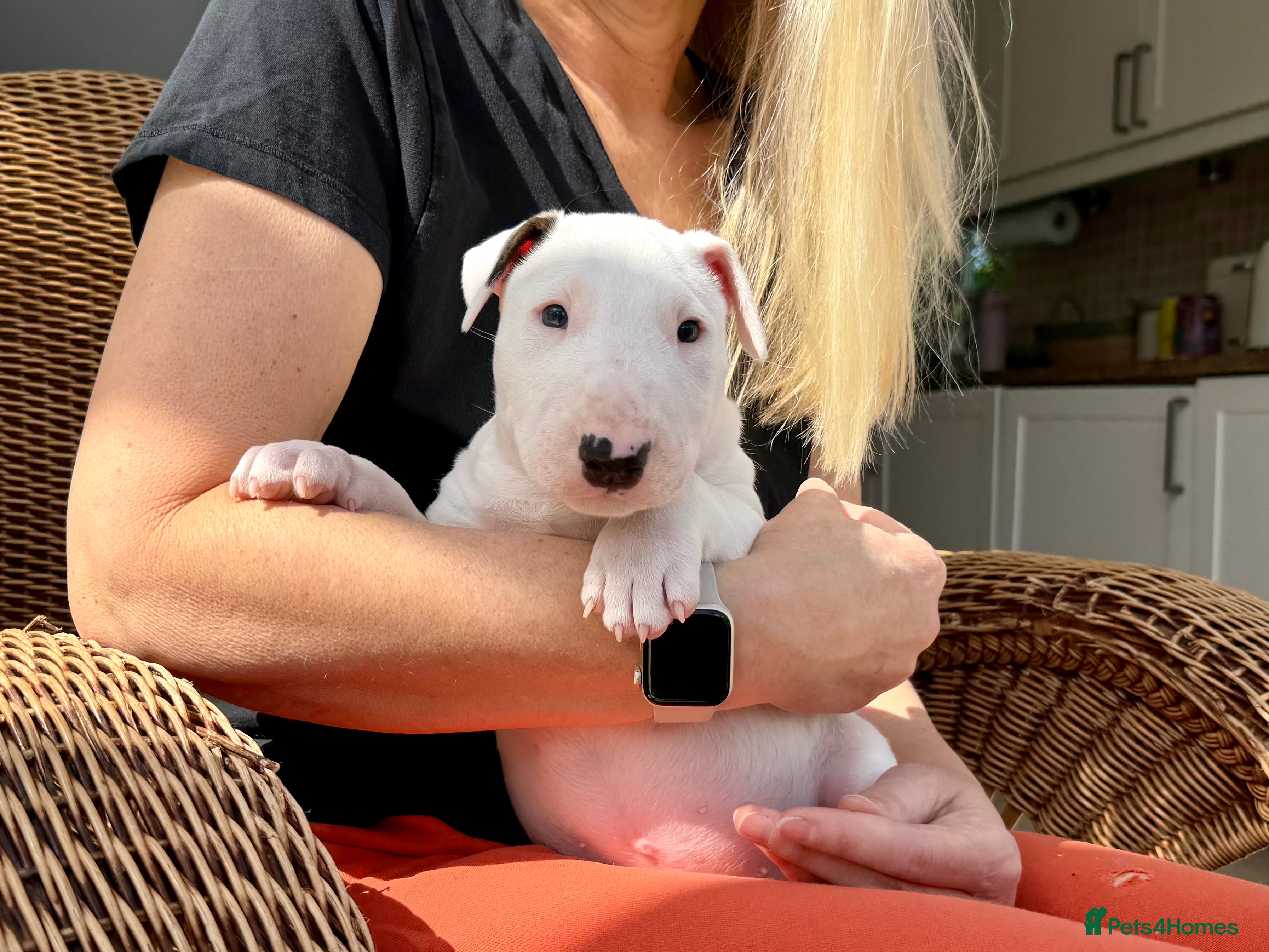 Bull Terrier dogs Exceptional quality KC BT Puppy - Advert 1