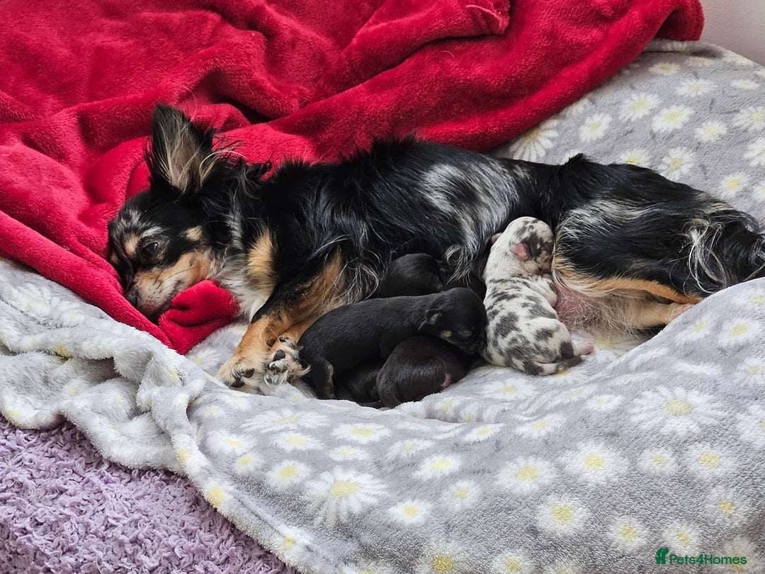 Chihuahua dogs for sale: Beautiful  Blue and Merle Chihuahua  - Image 3