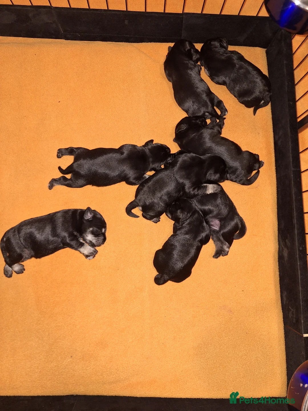 Miniature Schnauzer dogs for sale: 8 adorable miniature schnauzer puppies  - Advert 7